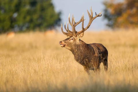 Red Deer (Cervus elaphus)