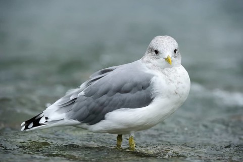 Common Gull (Larus canus) standing in water