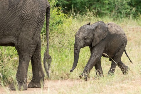 African Elephant (Loxodonta africana)