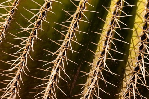 Golden Barrel Cactus (Echinocactus grusonii)