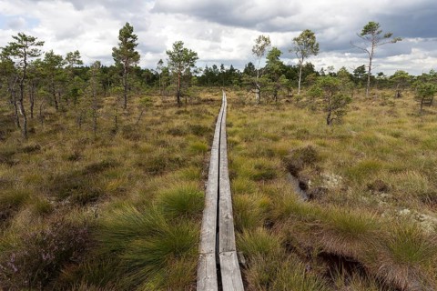 Boardwalk through moorland