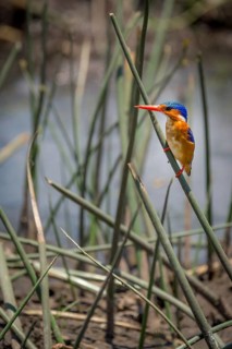 Malachite Kingfisher (Alcedo cristata) sitting on a blade of grass on the river