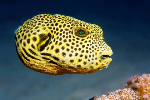 Stellate puffer (Arothron stellatus)