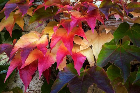 Japanese Creeper