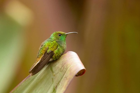Coppery-headed Emerald (Elvira cupreiceps)