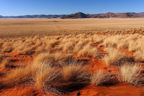 Steppe landscape in the southern foothills of the Namib Desert