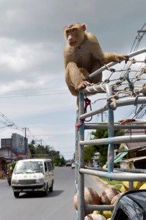 Tied Northern pig-tailed macaque (Macaca leonina) on an SUV in traffic
