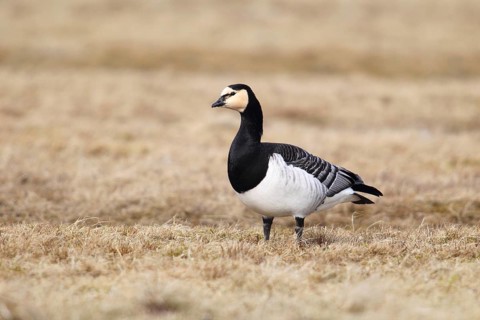 Barnacle Goose (Branta leucopsis) standing in a meadow