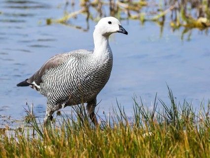 Greylag goose (Anser anser)