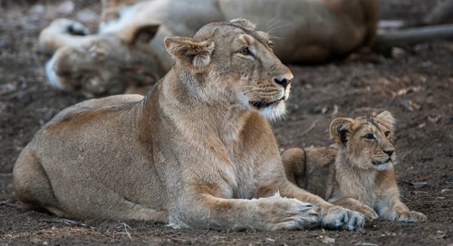 Asiatic lion (Panthera leo persica)