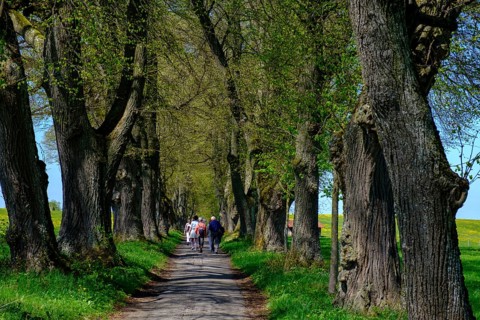 Kurfurstenallee
