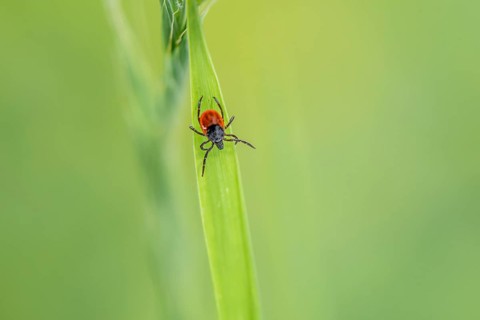 Female tick