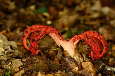 Octopus Stinkhorn (Clathrus archeri)