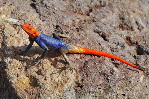 Namib rock agama (Agama planiceps)