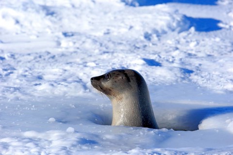 Harp Seal or Saddleback Seal (Pagophilus groenlandicus