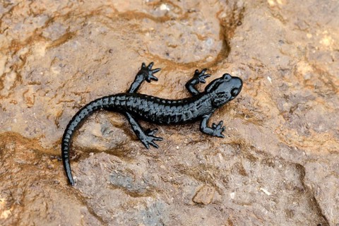 Alpine Salamander (Salamandra atra)