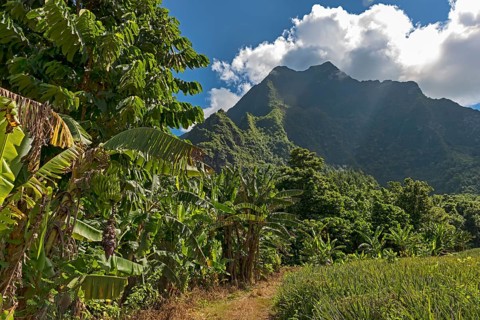 Banana plants