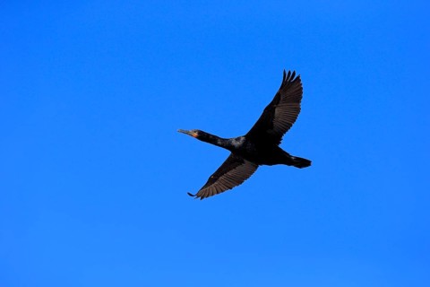 Cape Cormorant (Phalacrocorax capensis)