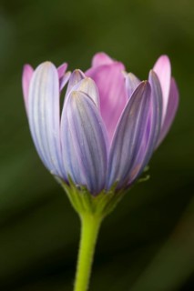 Cape marguerite (Osteospermum ecklonis)