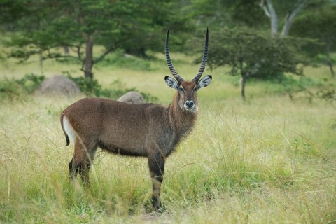 Waterbuck (Kobus ellipsiprymnus)