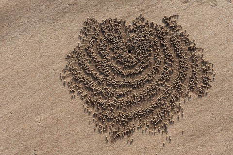 Small sand beads around the den of a sand crab