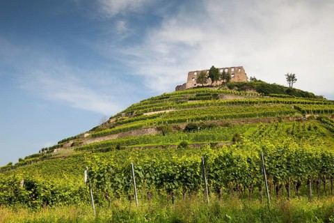 Staufen Castle ruins on the vineyard