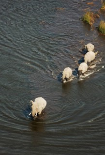 African Elephants (Loxodonta africana)