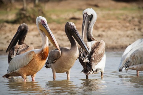 Great White Pelicans (Pelecanus onocrotalus) group of adults and subadults