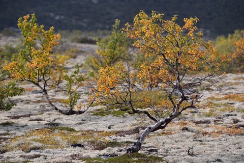 Downy Birch (Betula pubescens) and Reindeer Lichen (Cladonia rangiferina)