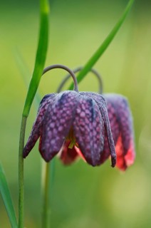 Snake's Head Fritillary (Fritillaria meleagris)