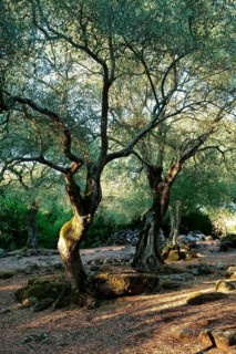 Olive grove near the Santa Cristina fountain sanctuary