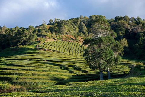 Tea plantation