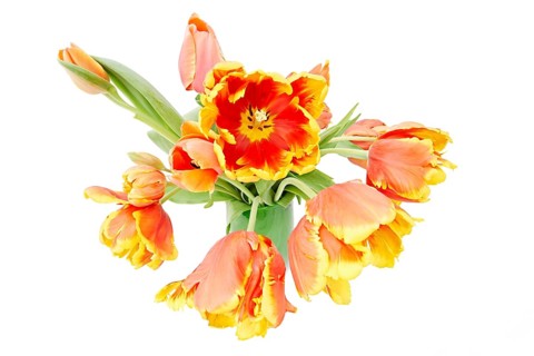Parrot Tulips (Tulipa) in a vase