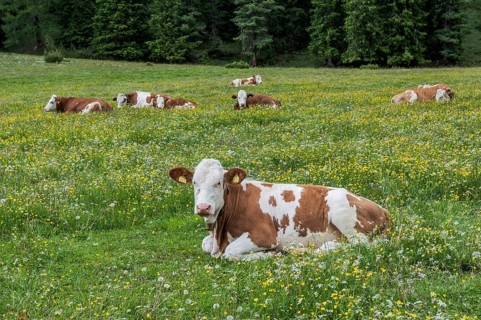 Domestic cattle lying in the grass