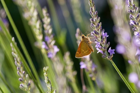 Large Skipper (Ochlodes venatus) feeding on nectar of Lavender (Lavandula angustifolia)