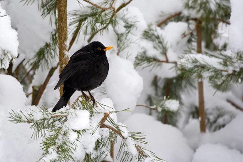 Blackbird (Turdus merula)