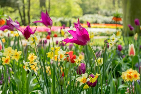 Colorful flowers in a park