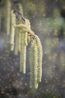 Flowering common hazel (Corylus avellana) with sprouting pollen (allergens)