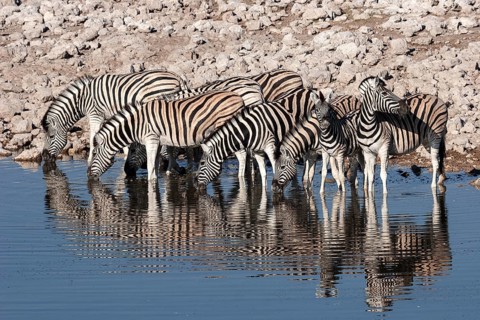 Burchell's Zebras (Equus burchellii) drinking at the Okaukuejo waterhole