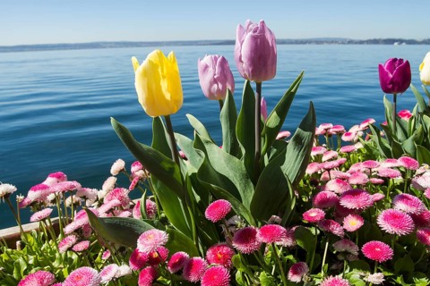Tulips (Tulipa) and Daisies (Bellis perennis) on Lake Constance