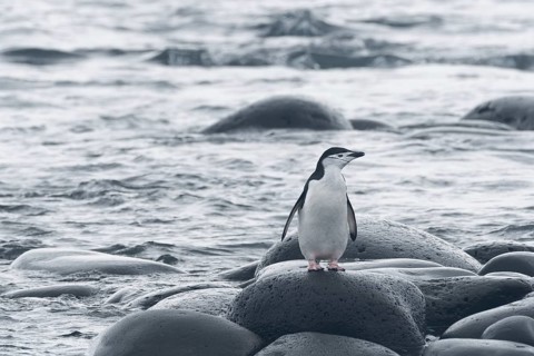 Chinstrap Penguin (Pygoscelis antarctica)
