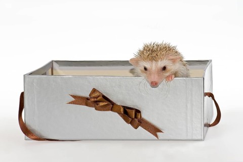 Two Four-toed Hedgehogs or African Pygmy Hedgehogs (Atelerix albiventris)