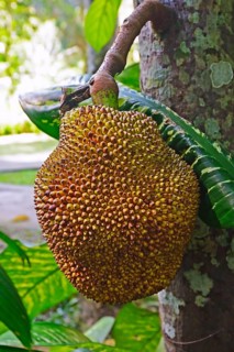 Durian fruit