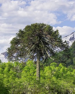 Monkey puzzle tree (Araucaria araucana)