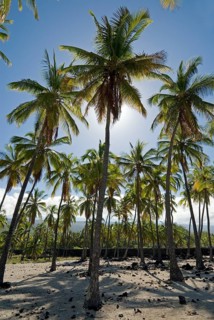 Palm grove