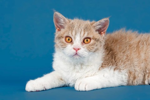 Selkirk Rex kitten