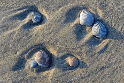 Common Cockle (Cerastoderma edule)