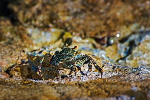 Sally-light-foot crab (Grapsus albolineatus)