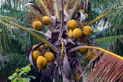 Coconuts on a Coconut Palm (Cocos nucifera)