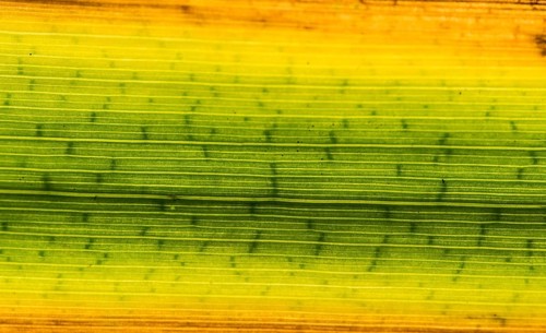 Colorful reed leaf